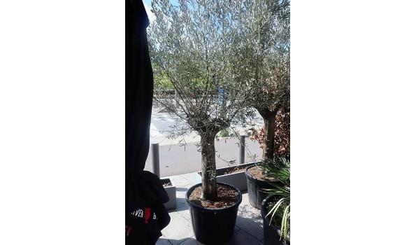 olijfboom in pot hoogte +-2m